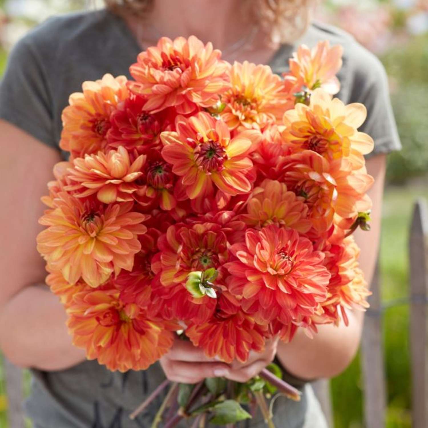 Dahlia 'Graceland'